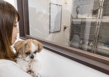 文京区 本駒込動物病院 お見舞い写真